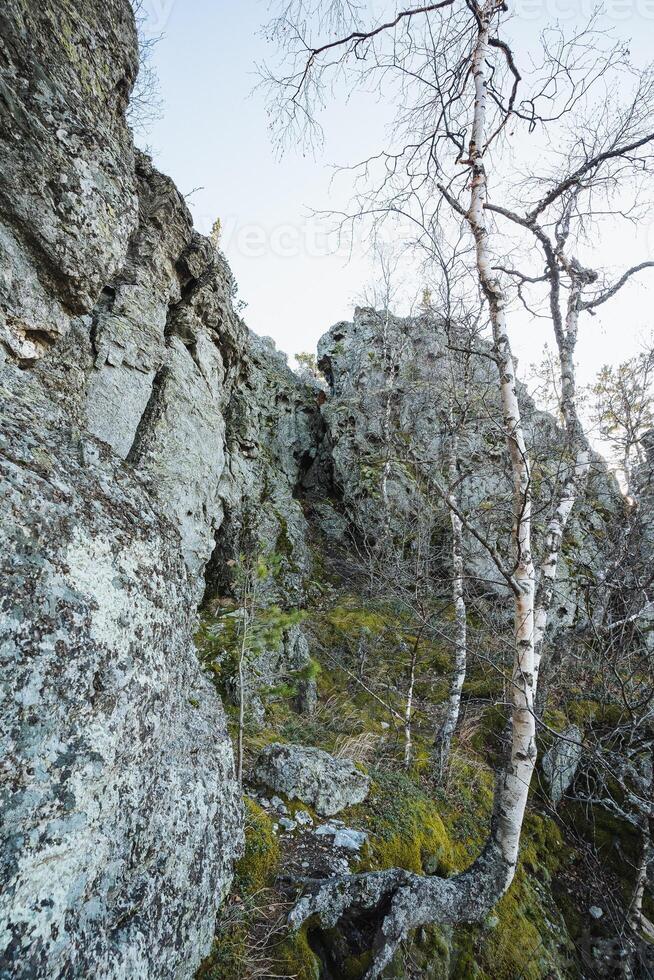 Strong tree holds, Tree persists on rugged cliffside, Ancient tree resists in secluded forest, Resilient tree with white bark and tangled roots thriving in isolated woodland terrain photo