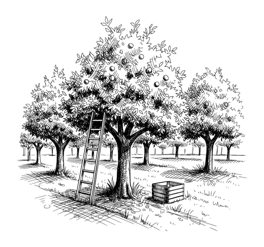 Ladder Resting on a Fruit Tree in a Vibrant Orchard with Crate Below vector