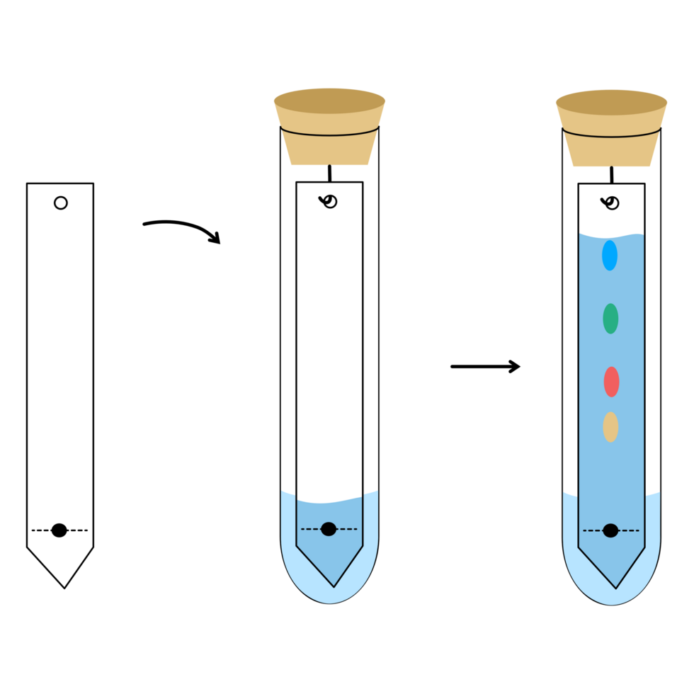 Paper Chromatography Experiment Diagram in a Test Tube, Separation of Components and Analysis Technique png