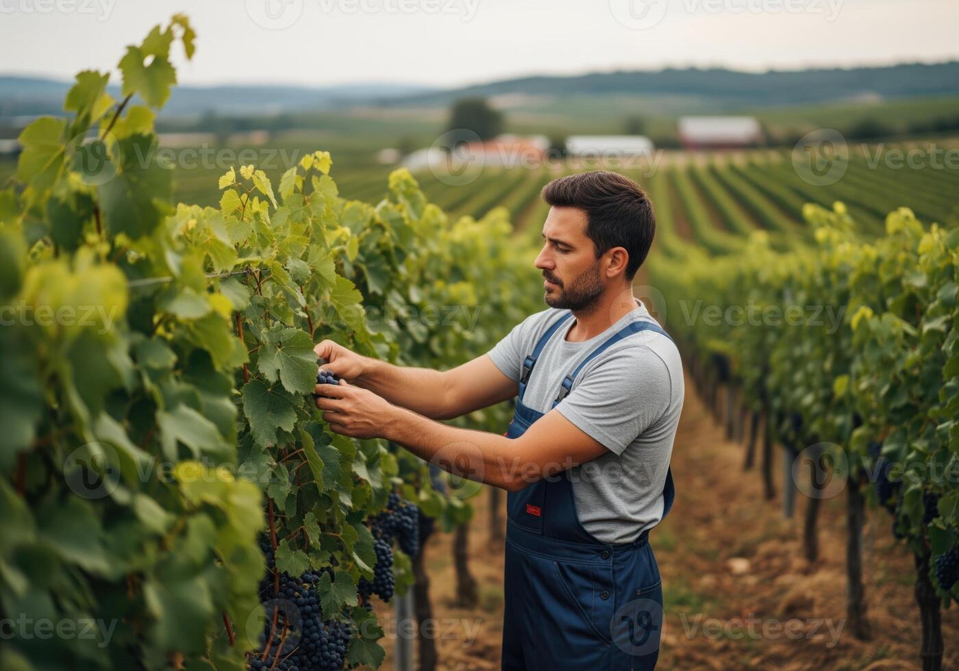Winemaker diligently checking the quality of grapes on a vine row photo