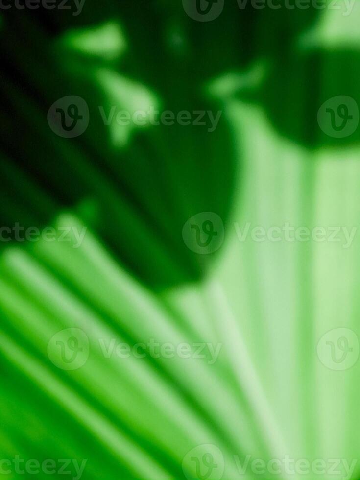 Abstract green foliage creates a calming and refreshing atmosphere with soft light patterns. photo