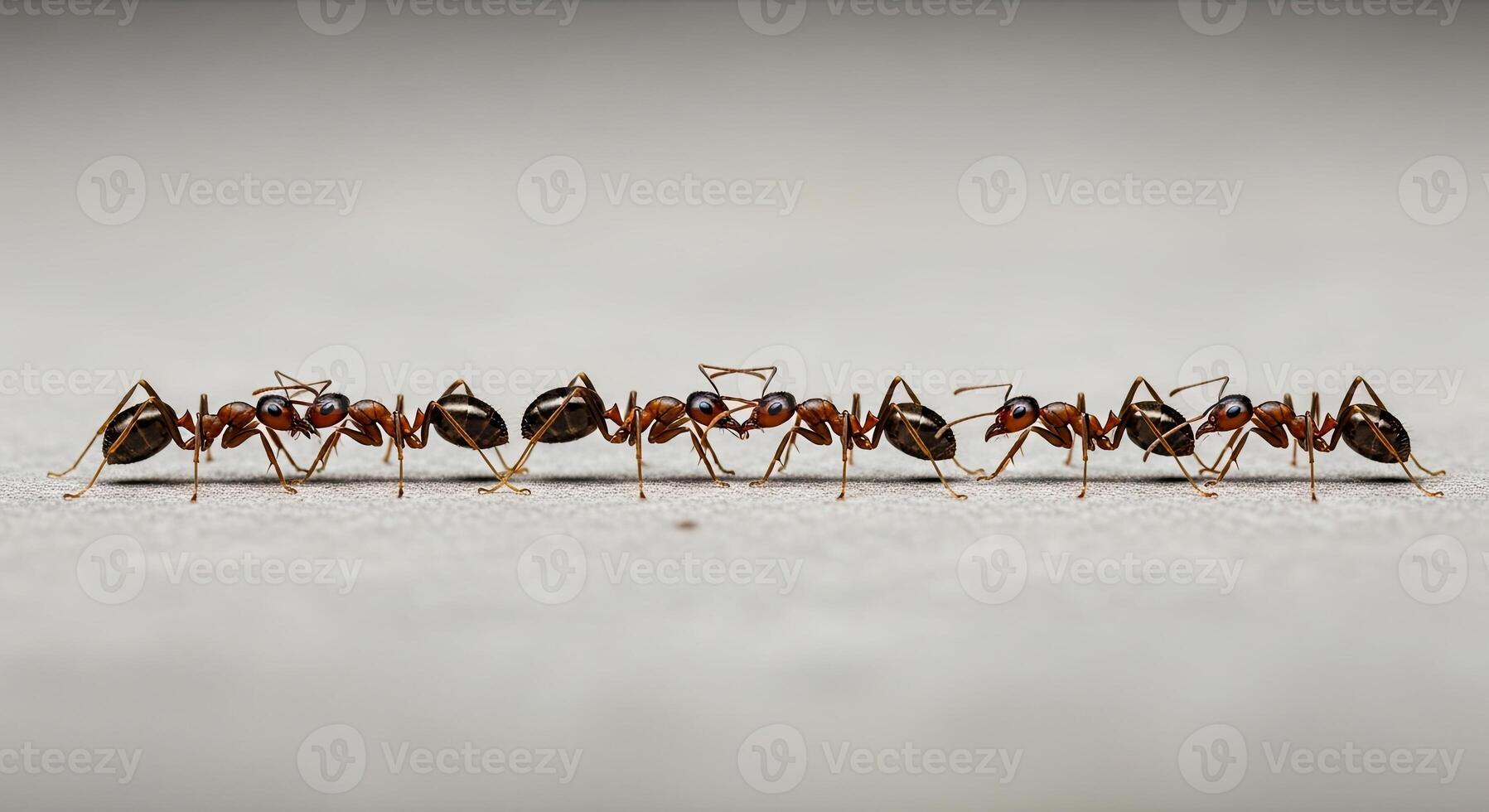 Ants in a row, teamwork and cooperation concept on a surface. photo
