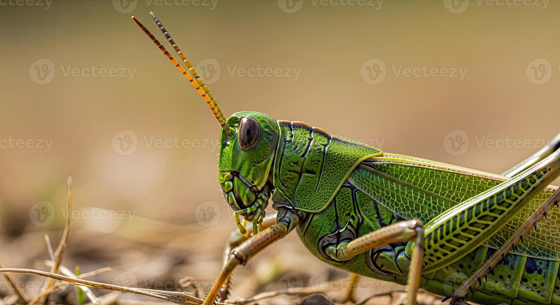 Detailed macro view of a vibrant green grasshopper in its natural environment. photo