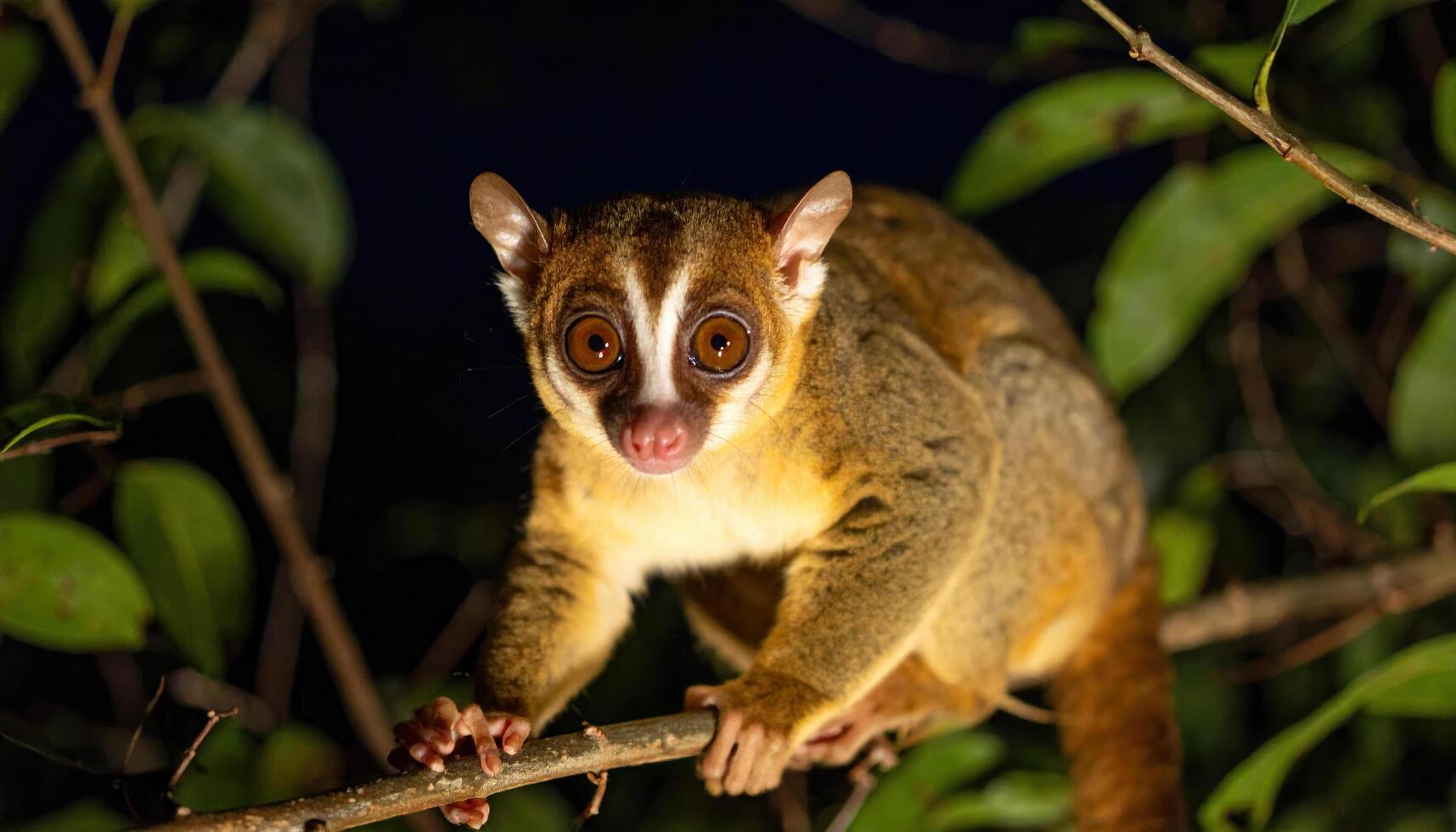 Nocturnal animal with large eyes clinging to tree branch at night in forest environment, showing curious expression and detailed fur texture photo
