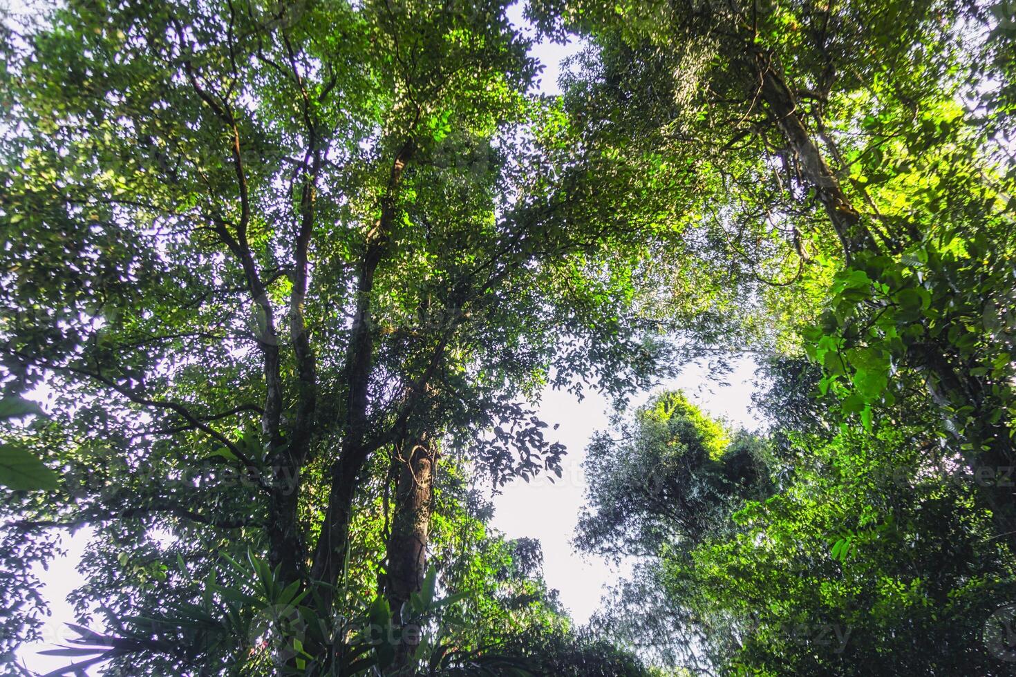 A view up into the canopy of a tropical forest photo
