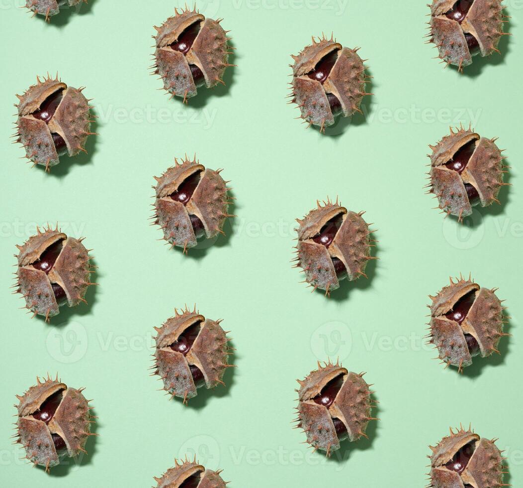 A repeating pattern of open, spiky horse chestnut shells with glossy nuts inside, on a light mint-green background. photo