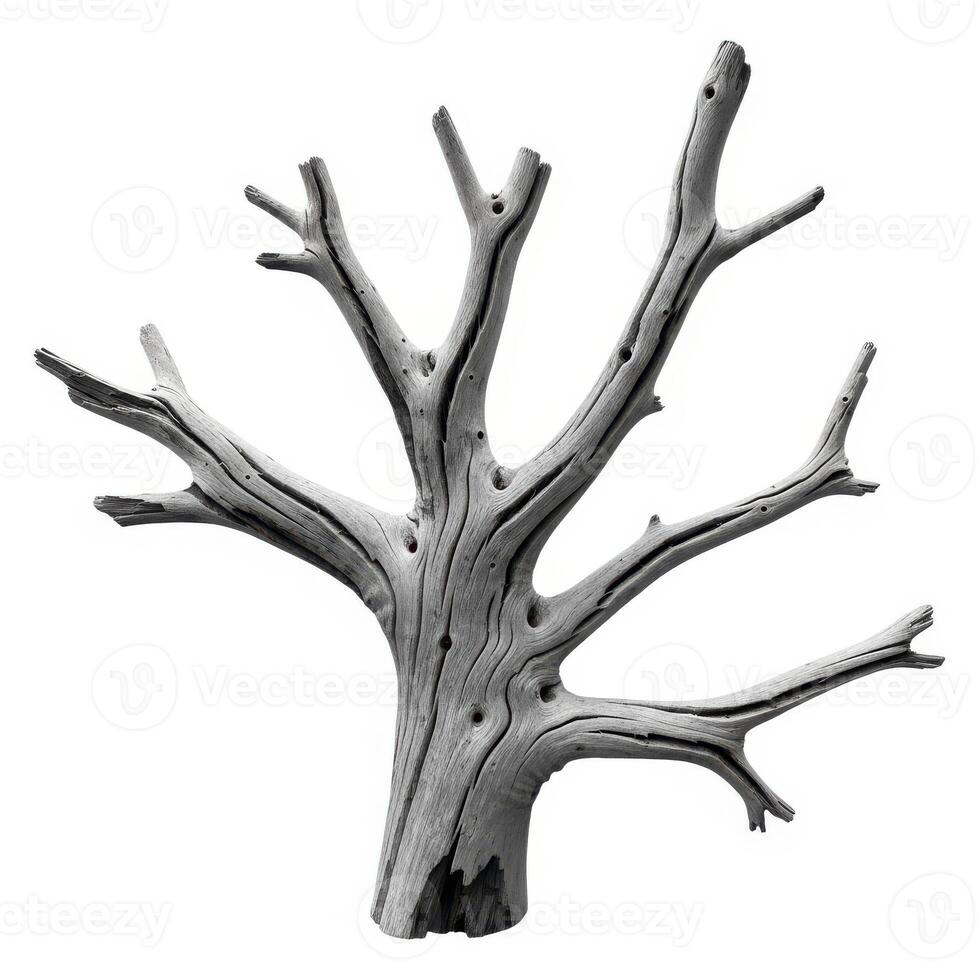 A stark, skeletal tree branch structure against a white background photo