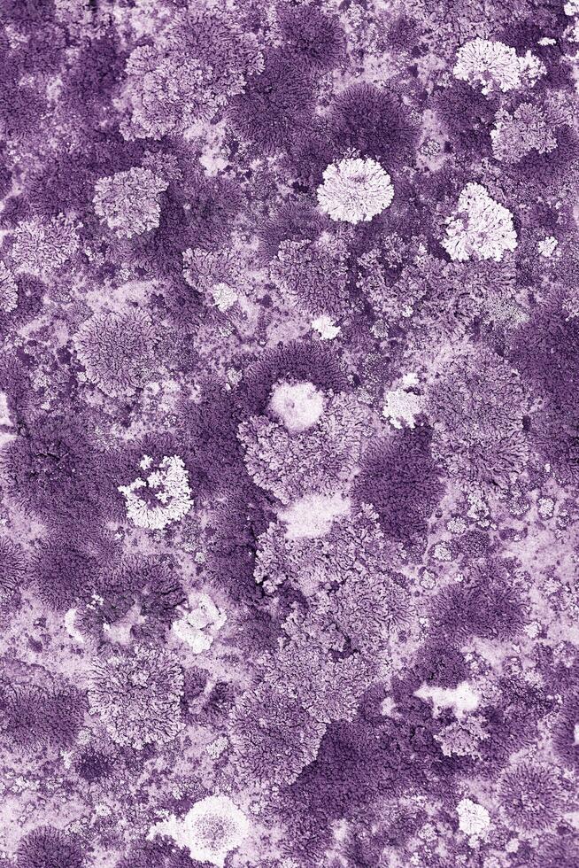 Monochrome nature patterns of color mosses and lichens, natural texture background, Close-up surface covered with white violet color moss, macro short, top view photo micro plant natural