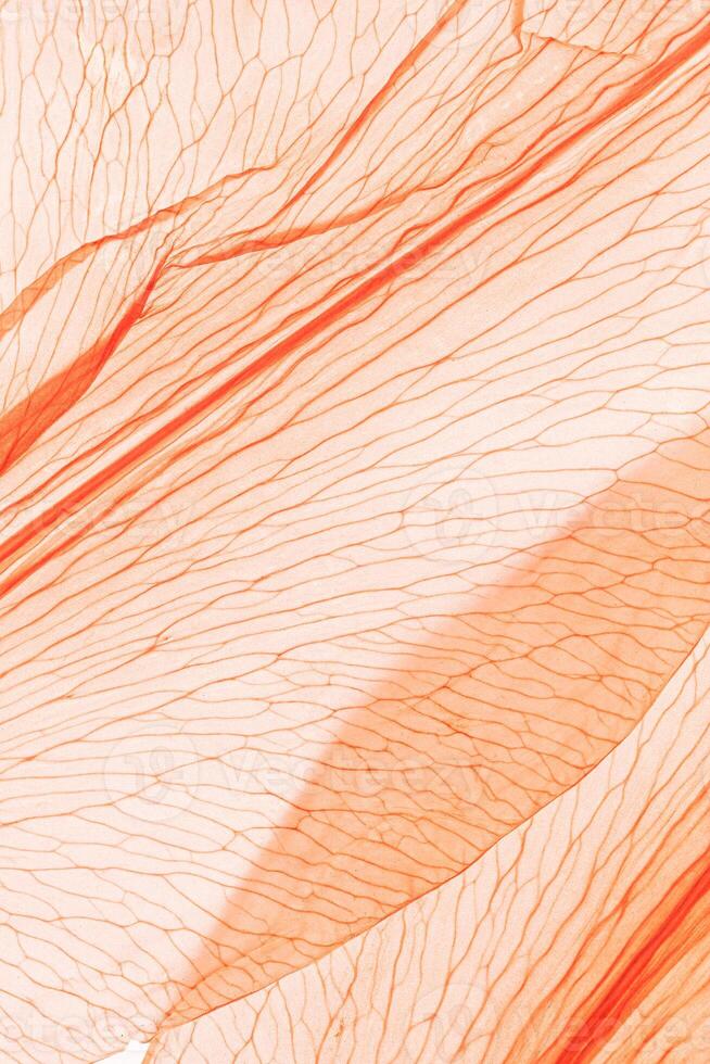 Natural macro leaves as minimal style abstract nature pattern, veins of leaf, textured foliage close up, peach fuzz trend color 2024 year vertical monochrome background. Aesthetic nature macro trends photo