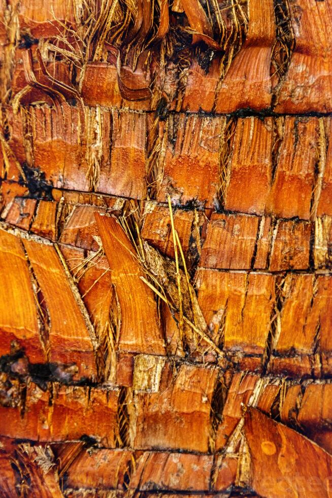 Textured bark of a tree photo