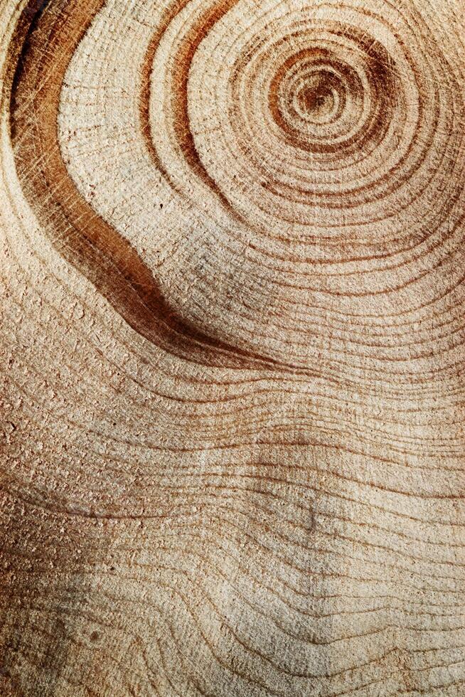Wood annual rings texture natural background, waves shape of timber tree as minimal nature pattern. Cross-section of juniper. Wood aesthetic texture fon, environmental design, vertical photo