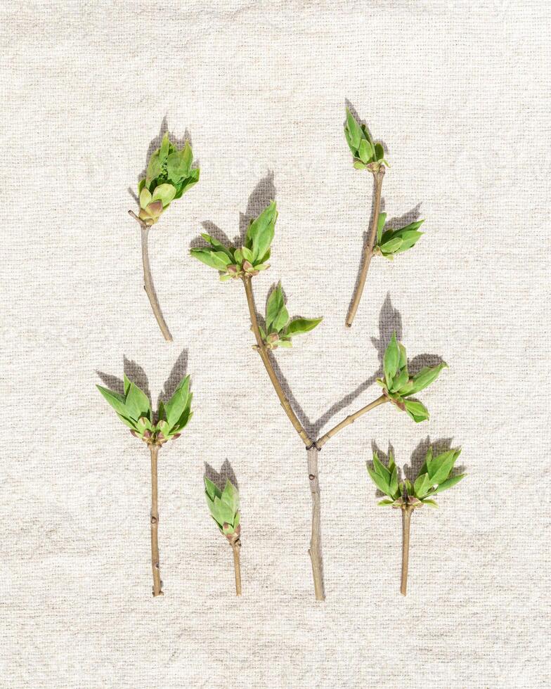 Square pattern with spring tree branches with new leaves at sunlight, Top view green leaf at sunlight minimal style on beige cloth. Botanical nature design photo, spring nature flat lay photo