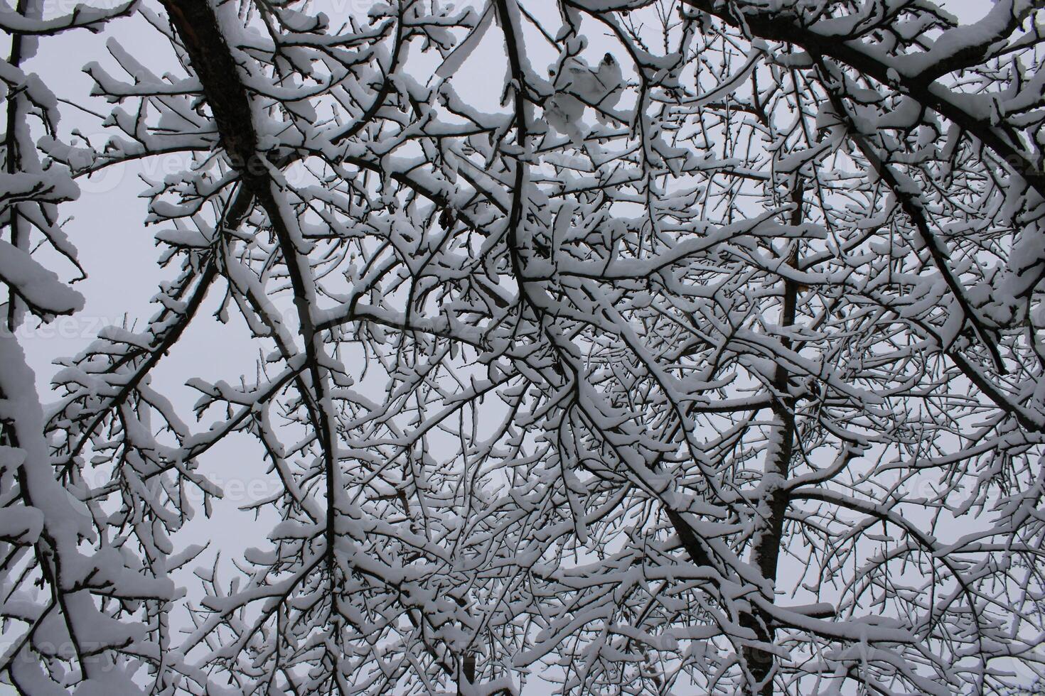 Snow-covered branches create a winter wonderland scene in a quiet forest during a snowy afternoon photo