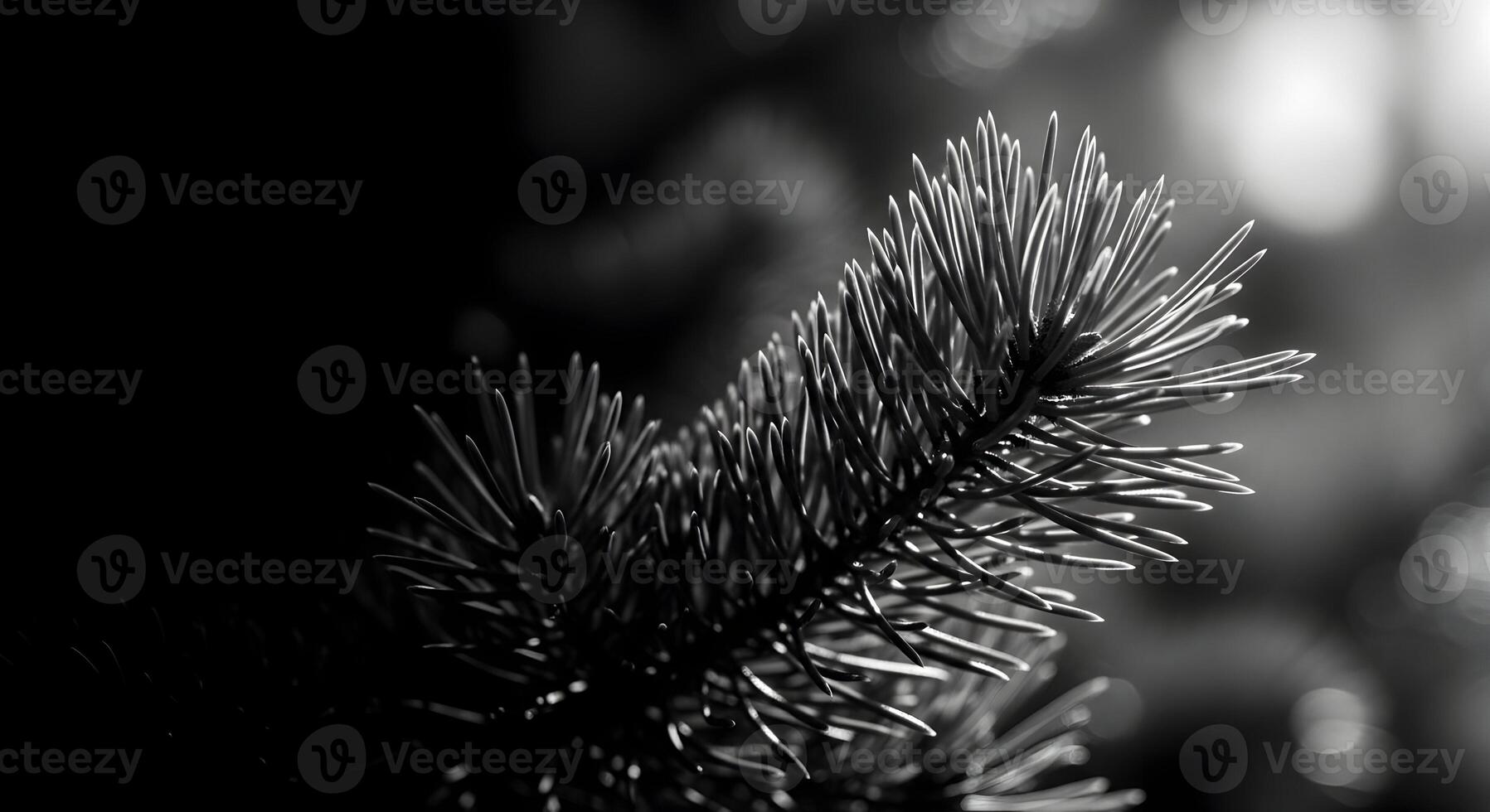 Monochrome close up of a pine branch with needles in a dark and moody setting photo