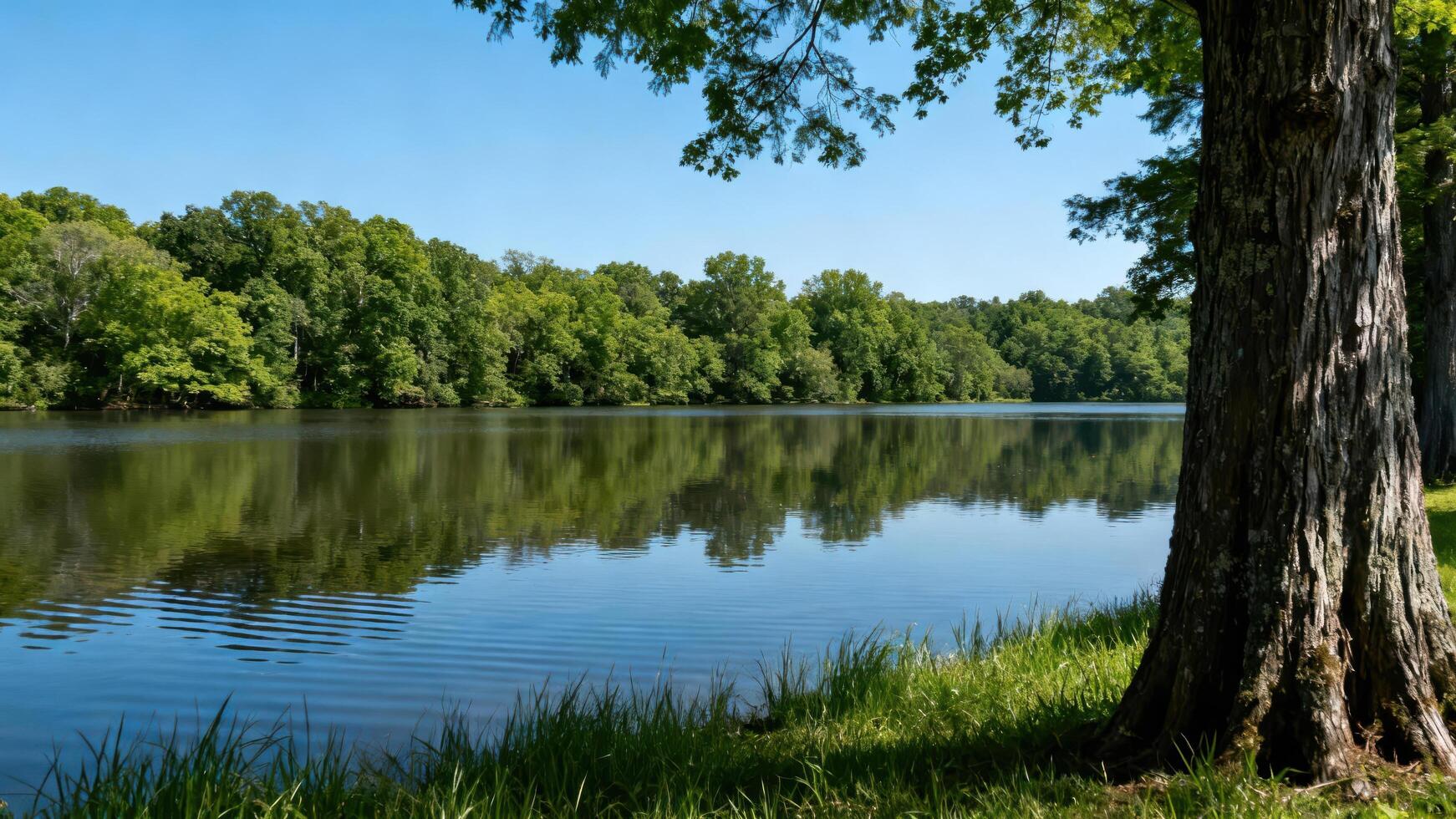 Textured bark of large tree trunk frames view of serene lake reflecting lush deciduous forest under clear blue summer sky. photo
