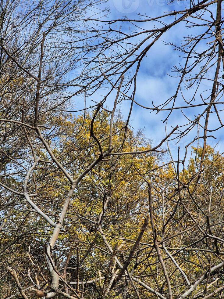 tree branches in the forest. The photo shows a dense tangle of leafless branches of trees and shrubs. autumn vibe. autumn picture