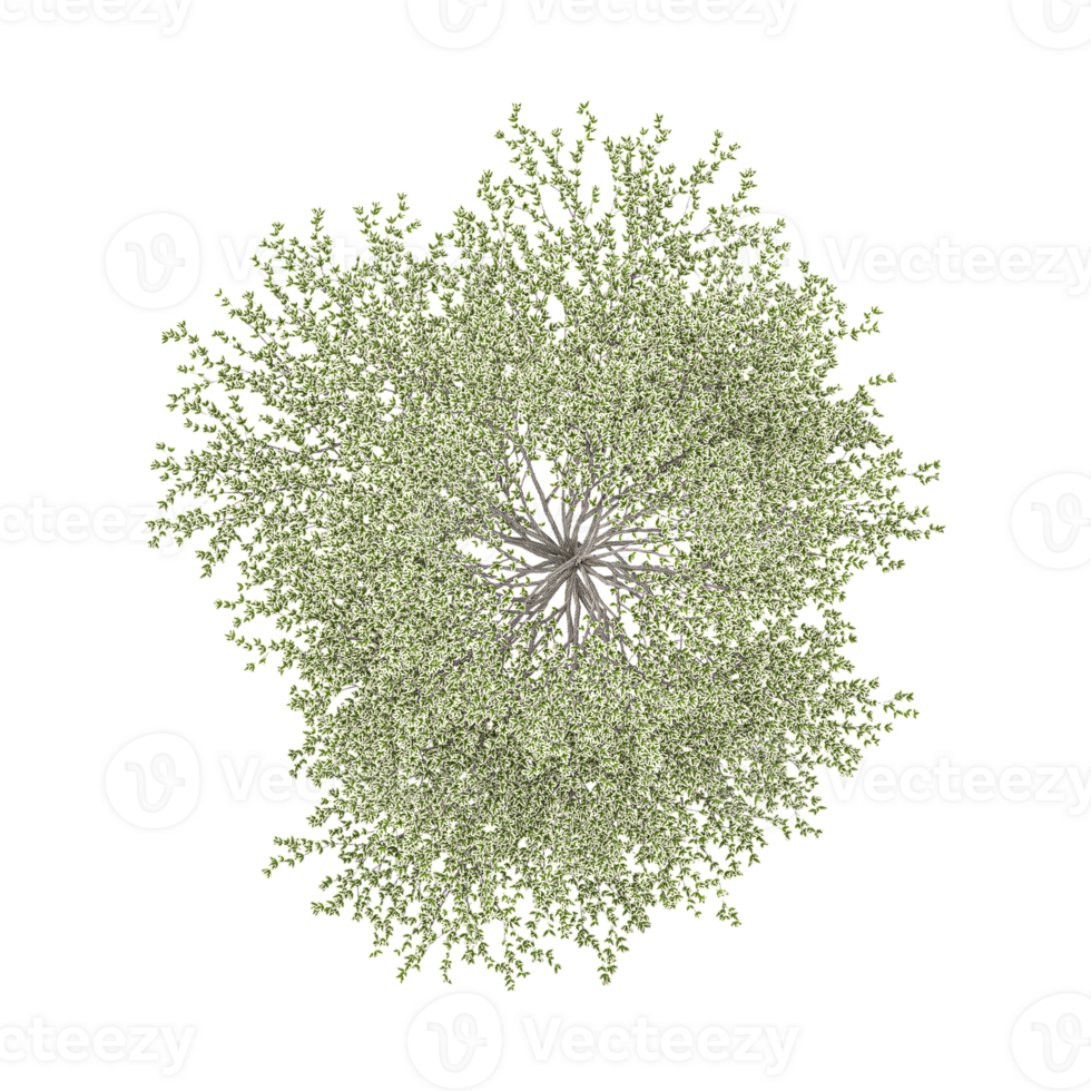 3D rendering of Terminalia mantaly tree on transparent background from top view png