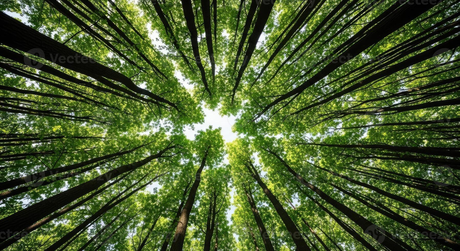 Looking up through the dense green canopy of a vibrant forest, where towering trees reach towards the sky, creating a breathtaking natural tunnel of light photo