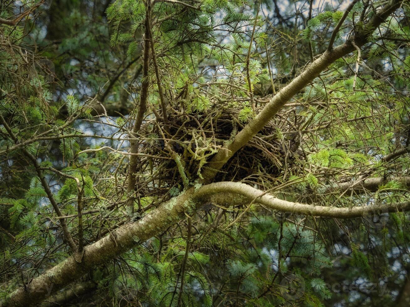A large, round nest made of sticks, twigs, and moss sits securely in the middle of an Evergreen Tree on a partly cloudy day. The nest is surrounded by green needles. photo