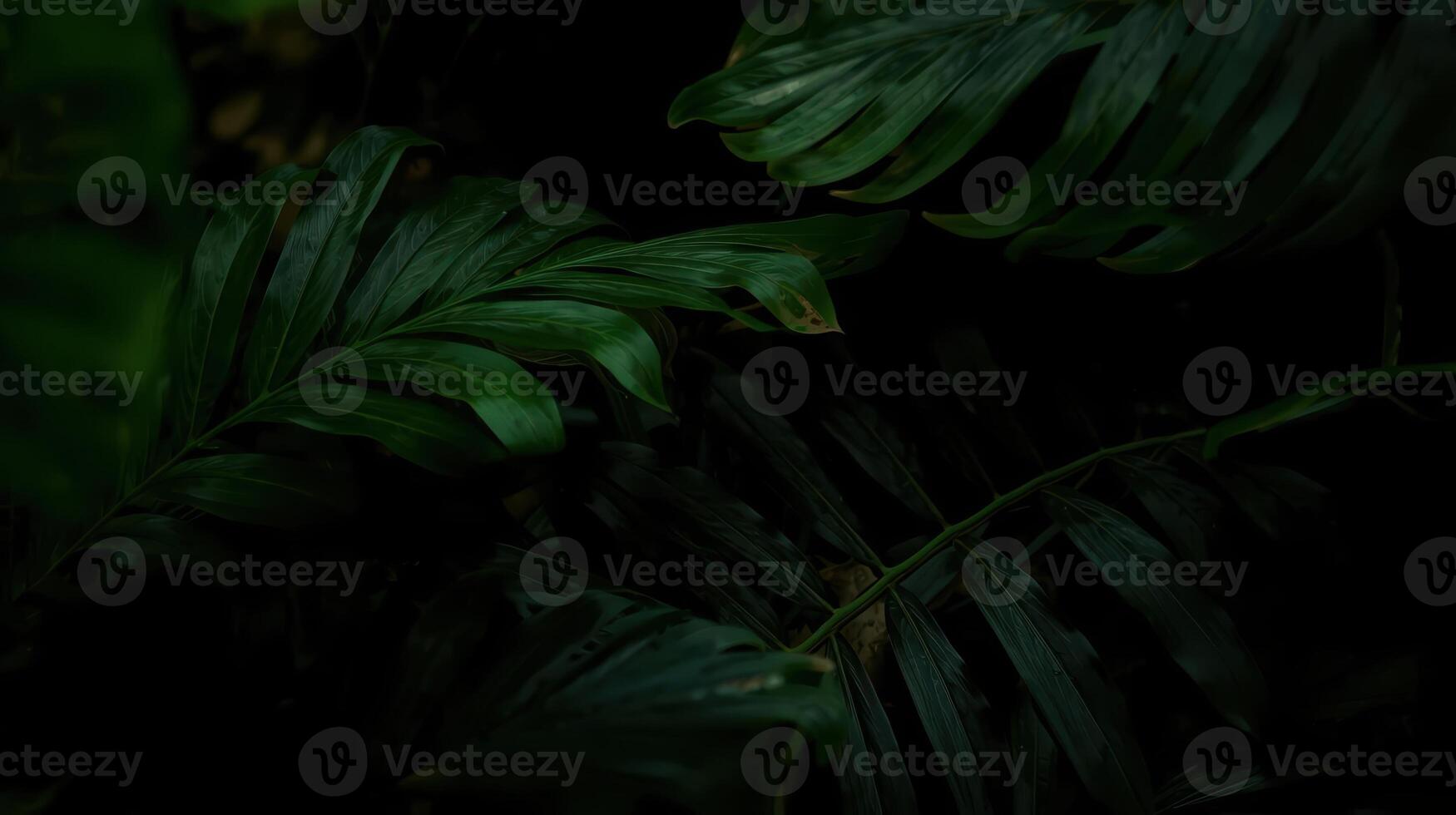 Dark green tropical leaves provide a moody and natural background, casting shadows and creating a sense of depth in lush foliage. photo