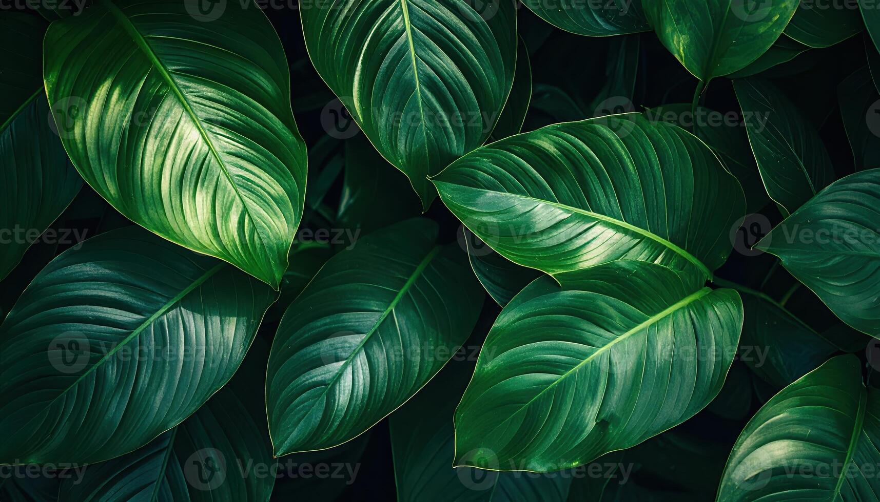 Lush vibrant green tropical leaves create a calming natural background with beautiful contrasting textures and deep shadows in a botanical display. photo