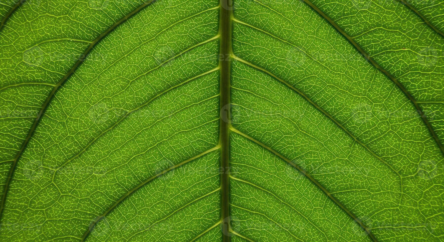 An up close view shows the intricate venation and delicate texture of a vibrant green leaf illuminated by soft natural light shining above. photo