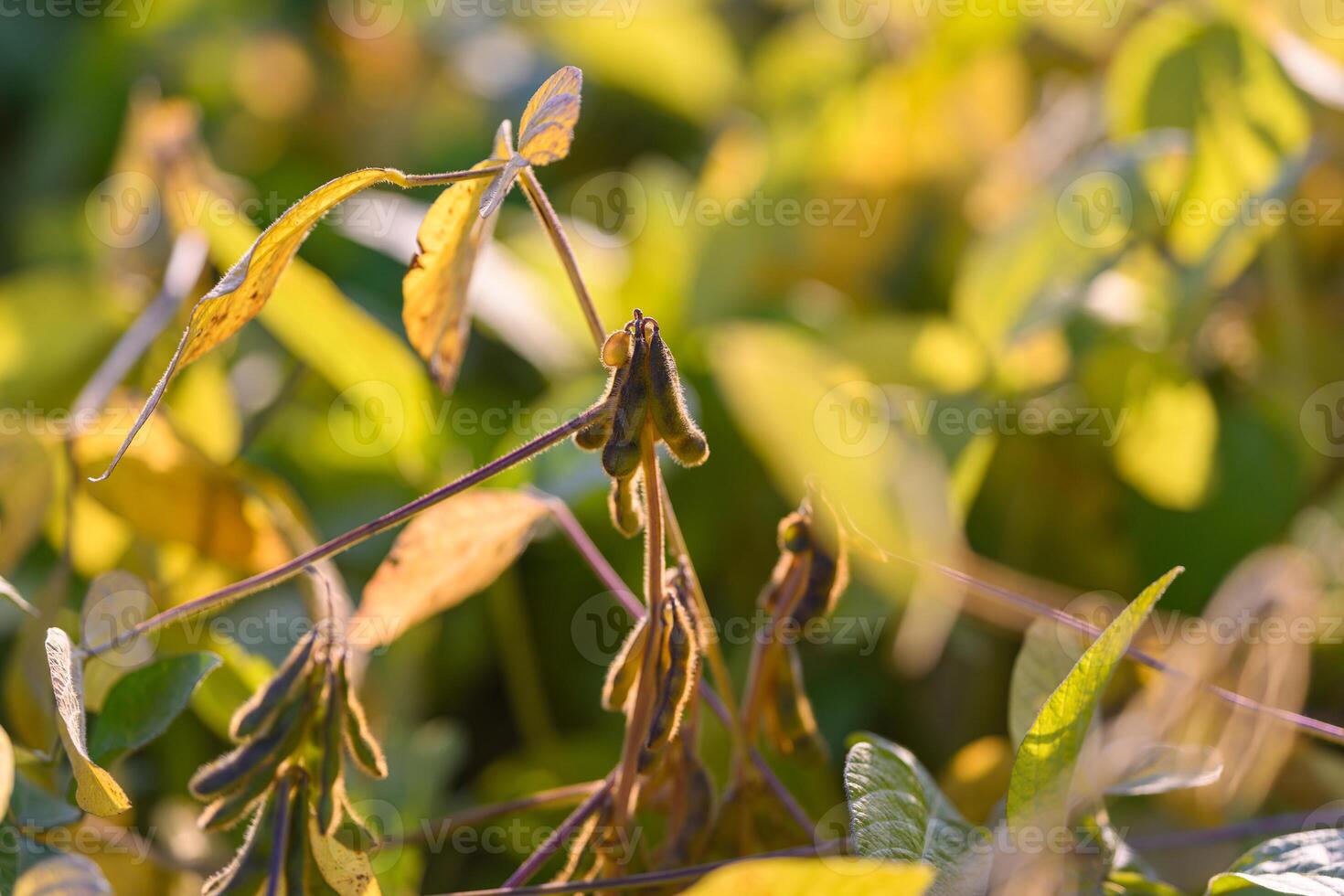 Monitoring crop performance and yield potential in controlled plant rows, Observation of soybean pod growth and crop uniformity for yield assessment and analysis photo