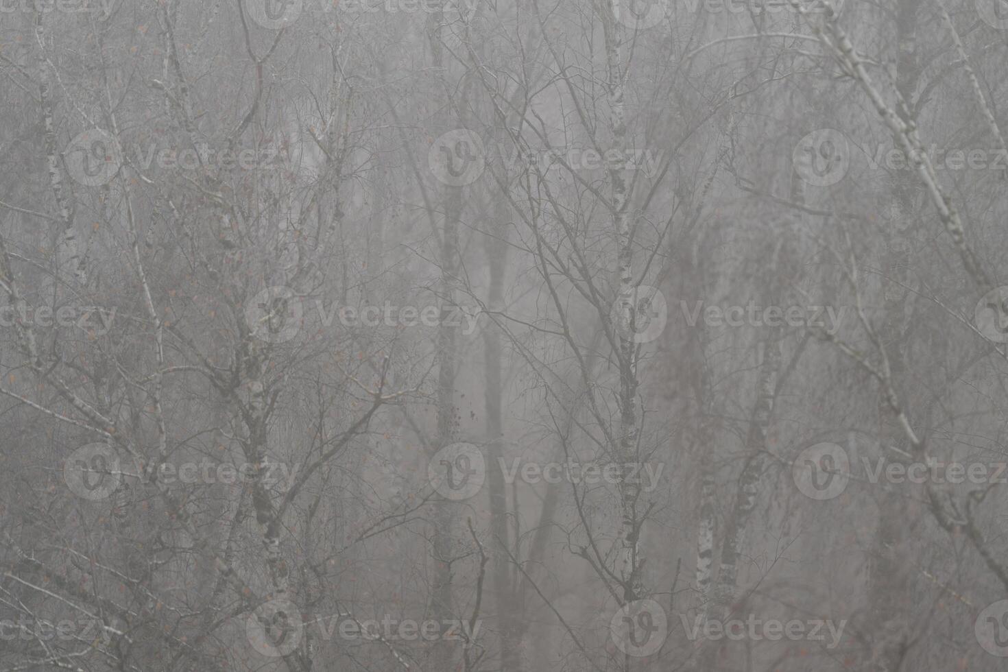 Bare birch branches signal late winter with soft fog and subtle hoarfrost, subdued palette conveys seasonal shift, contemplative mood and environmental calm for editorial use photo