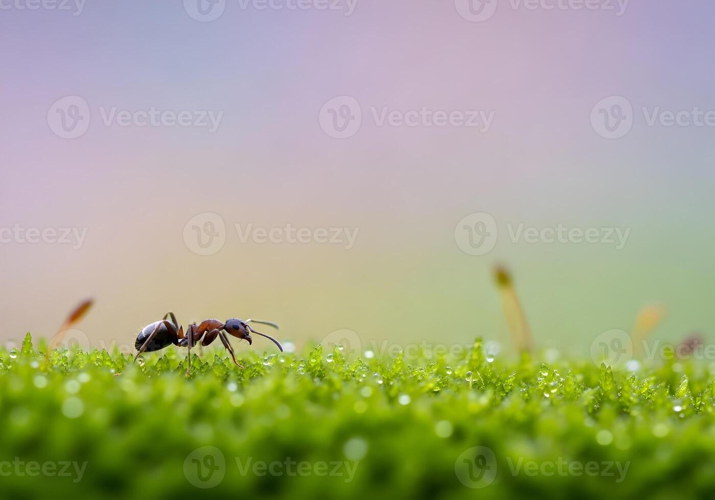 Ant on Moss with Dew Drops Macro Photography Exploring Natures Small Wonders Beautiful Details of a Tiny Insect in its Natural Habitat photo