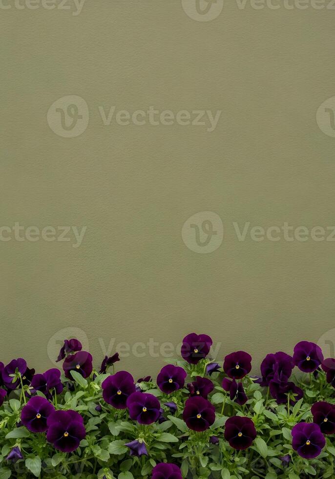 Deep purple pansies bloom against a textured olive green backdrop creating a serene and captivating floral display perfect for spring designs and botanical themed projects with a calming color palette photo