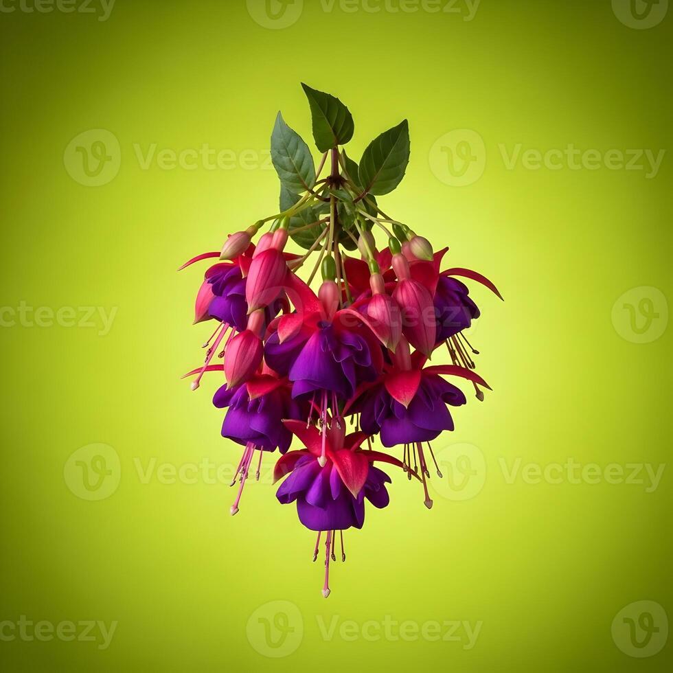 Vibrant Fuchsia Flowers in Full Bloom Against a Soft Green Background Creating a Stunning Botanical Display Perfect for Spring and Summer Themes photo