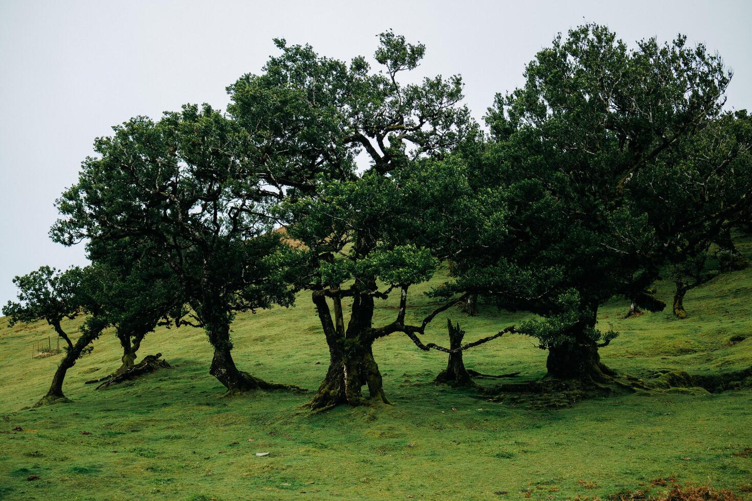 Lush green landscape featuring several majestic trees with twisted trunks, surrounded by vibrant grass, creating a serene and tranquil natural environment for relaxation and reflection photo