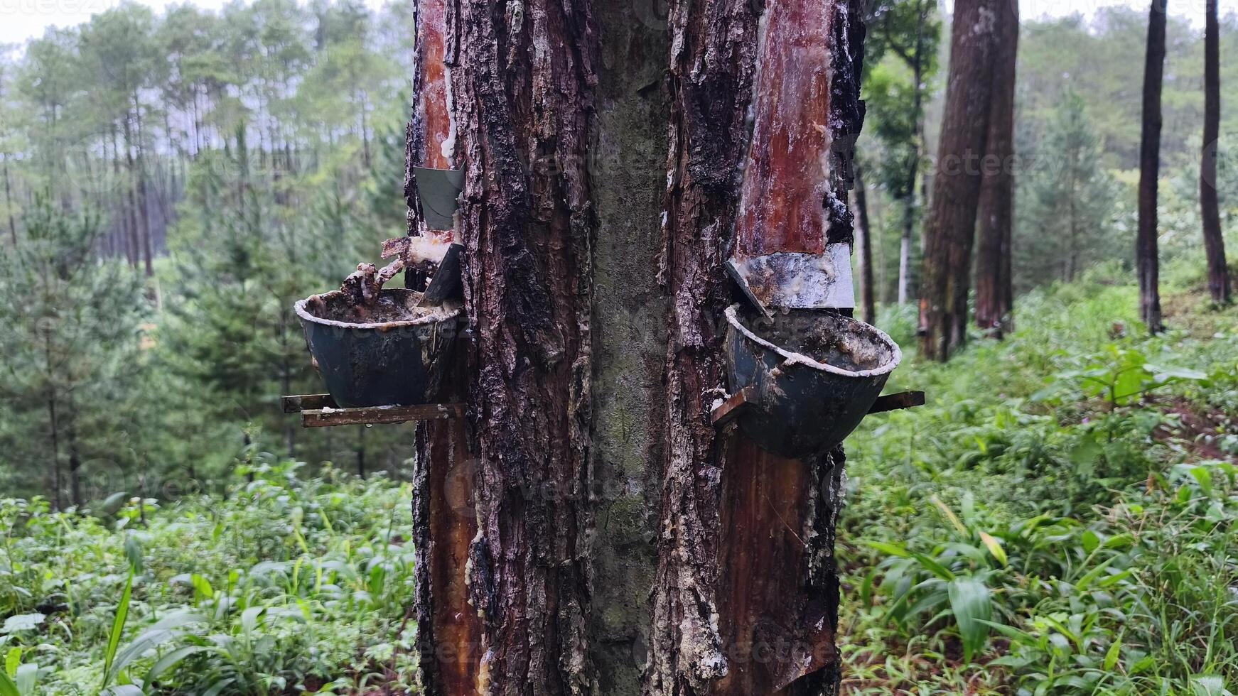 Pine Tree Resin Tapping Process in Natural Forest with Traditional Method Showing Sustainable Forestry Practices photo