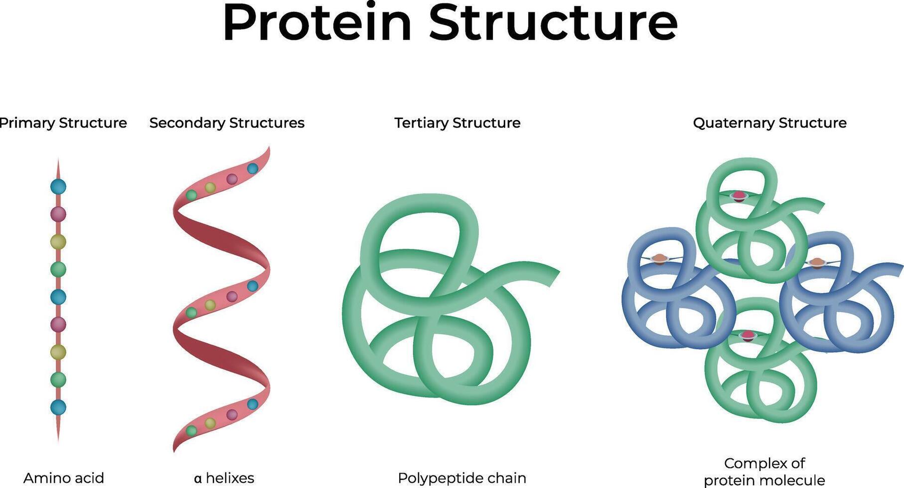 Protein Structure Primary, Secondary, Tertiary and Quaternary Levels vector