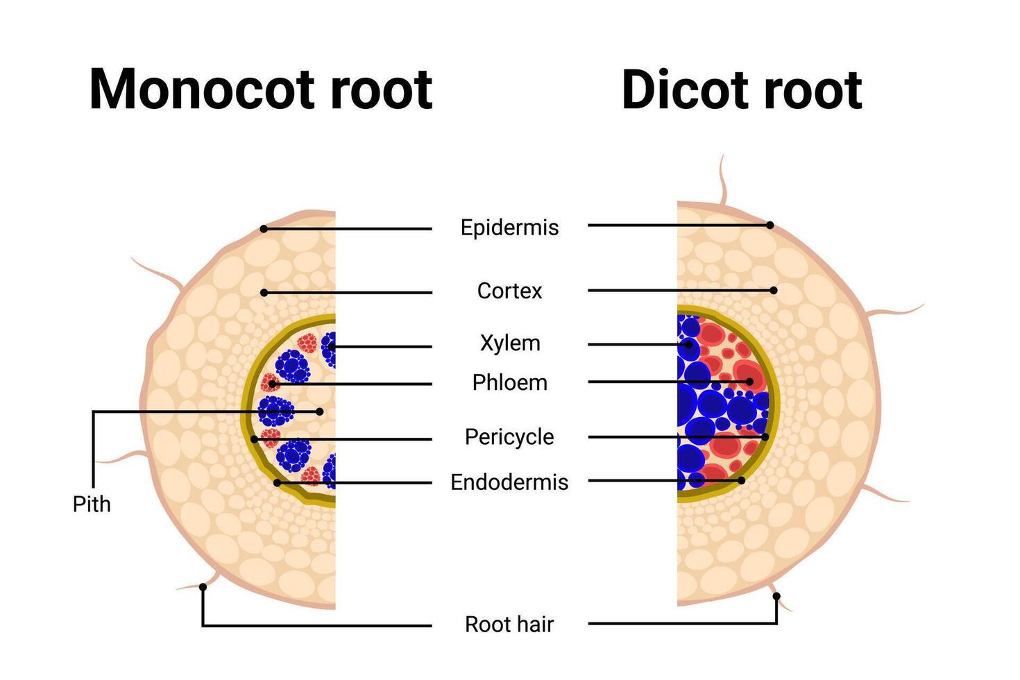 Compared between structure of Monocot root with Dicot root diagram illustration. vector