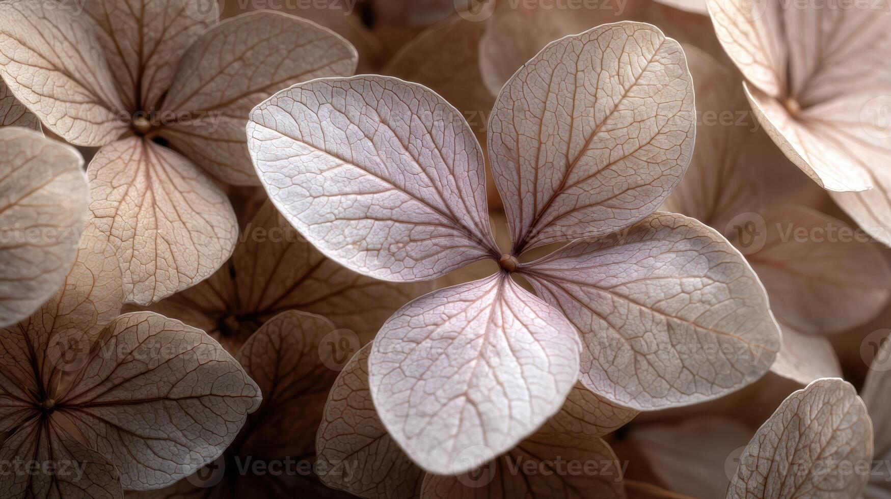 Delicate flowers with intricate patterns in soft light photo