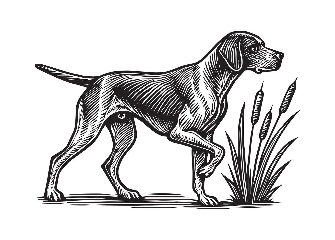 pointer dog graphic design, duck hunting pointer dog illustration art vector