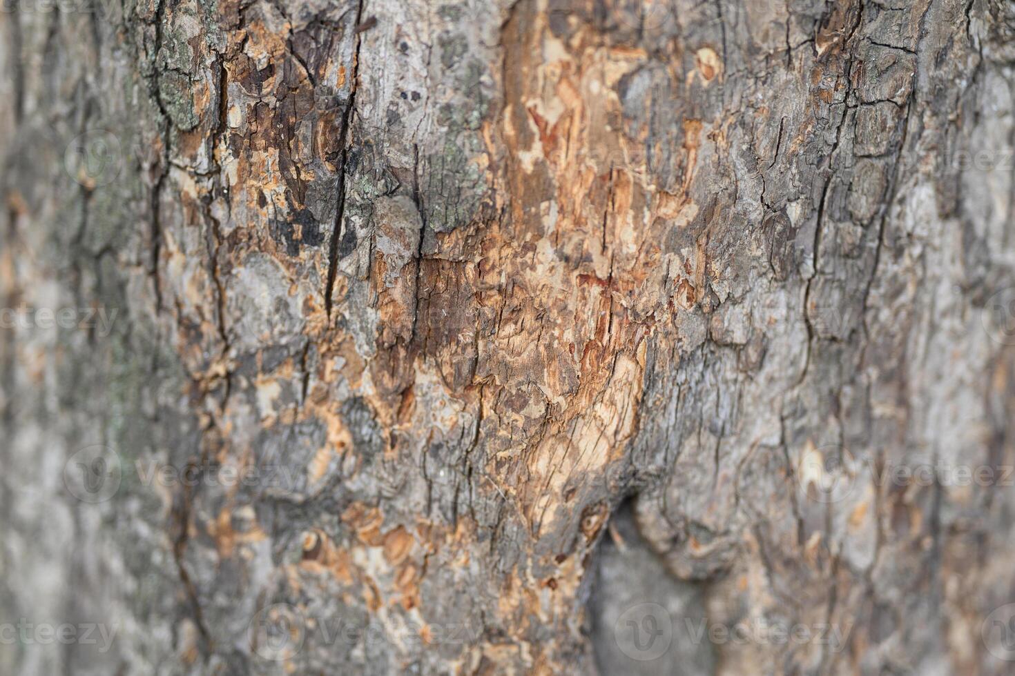 Intricately Textured Tree Bark Featuring Unique Natural Patterns and Color Variations photo