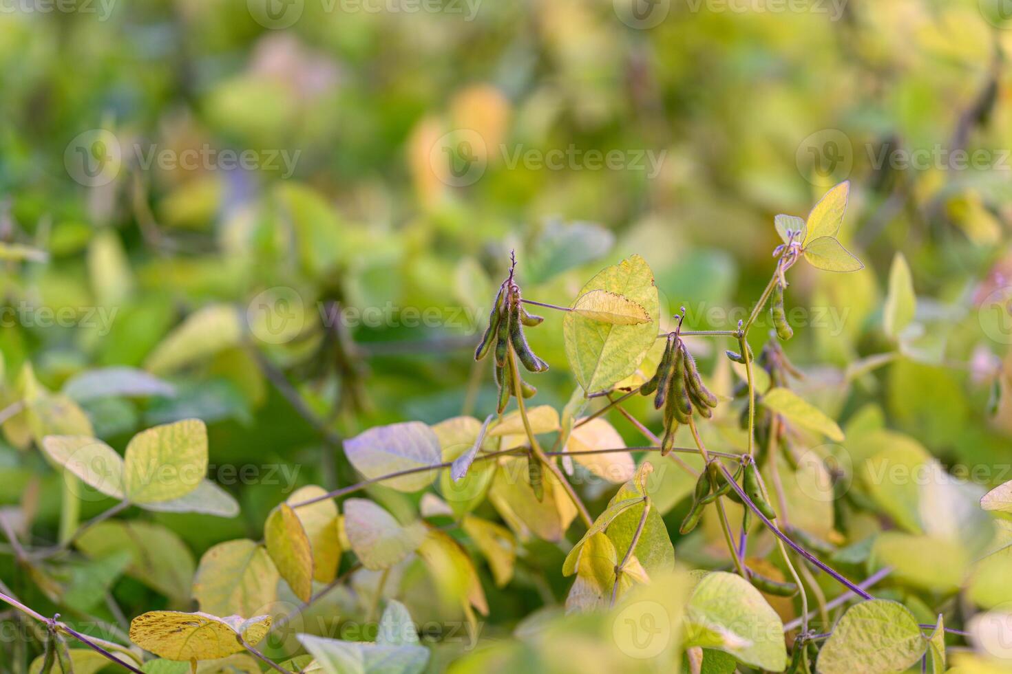 Soybean cultivation and testing, Experimental soybean plot showing plant growth and soil quality, Diagram of soybean research field with young plants and soil assessment photo