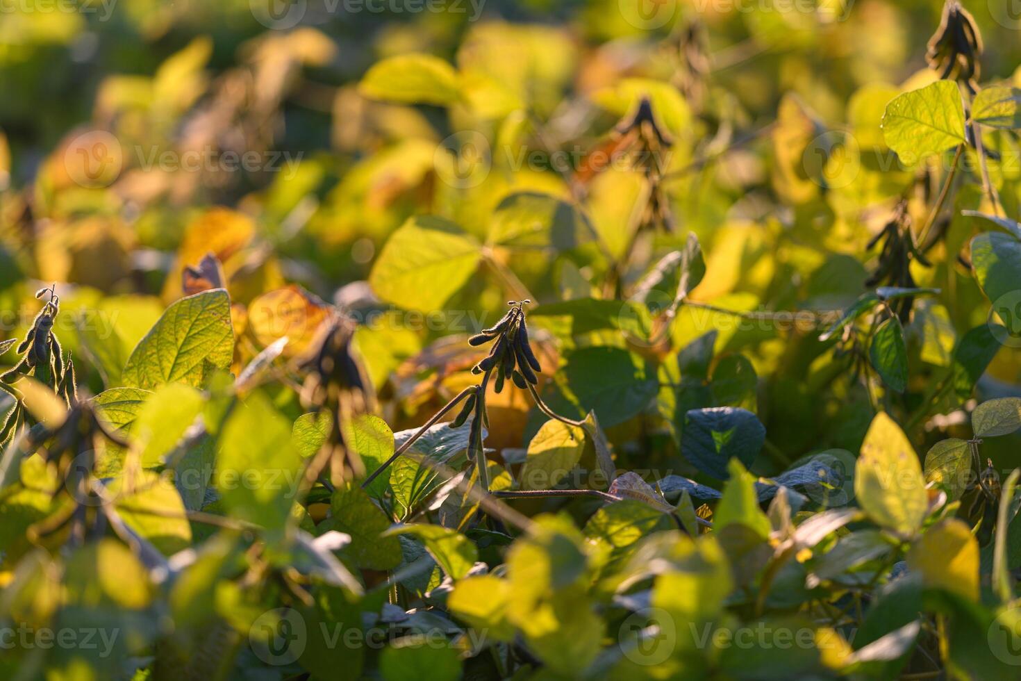 Sunlit soybean canopy stretching across field, layered leaves creating rhythmic pattern of light and shadow, distant horizon softened by golden haze, atmospheric agricultural scene photo