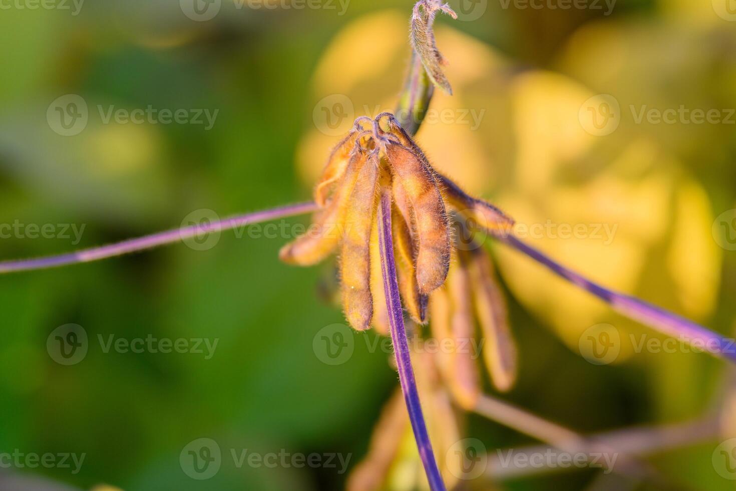 Highcontrast soybean cluster on violet stalks capturing fine seed textures clearly, Bold botanical image emphasizing seed structures and vibrant purple stems with shallow focus photo
