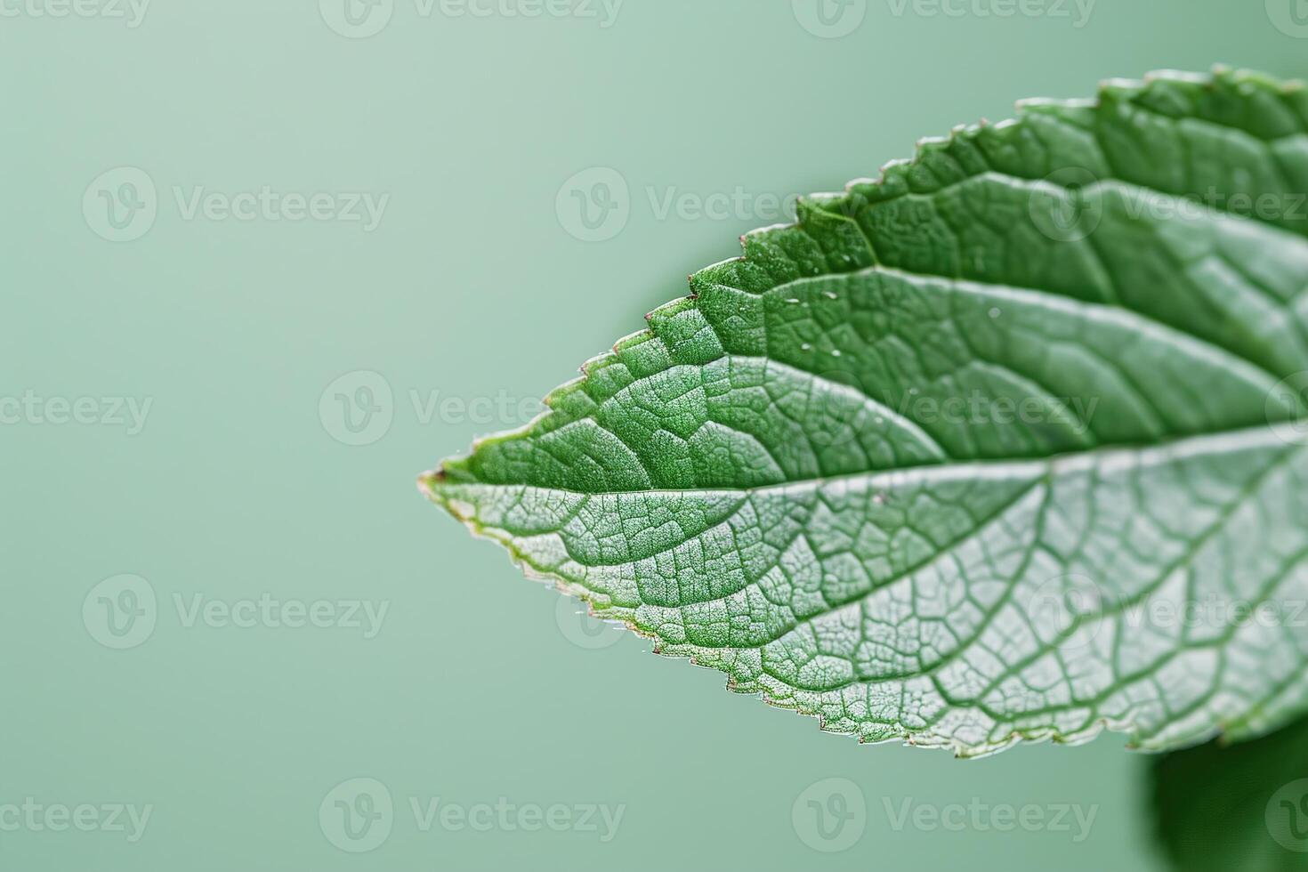 Bright green leaf edge with intricate veins stands out sharply, while a soft blur adds depth and calmness to the background, creating a serene natural scene photo