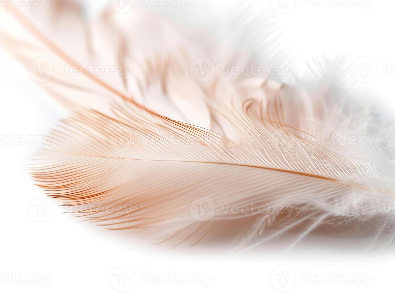 A close-up display of feather barbs and vane details reveals the intricate texture and smoothness of the feather. The image highlights subtle colors and patterns against a pure white background photo