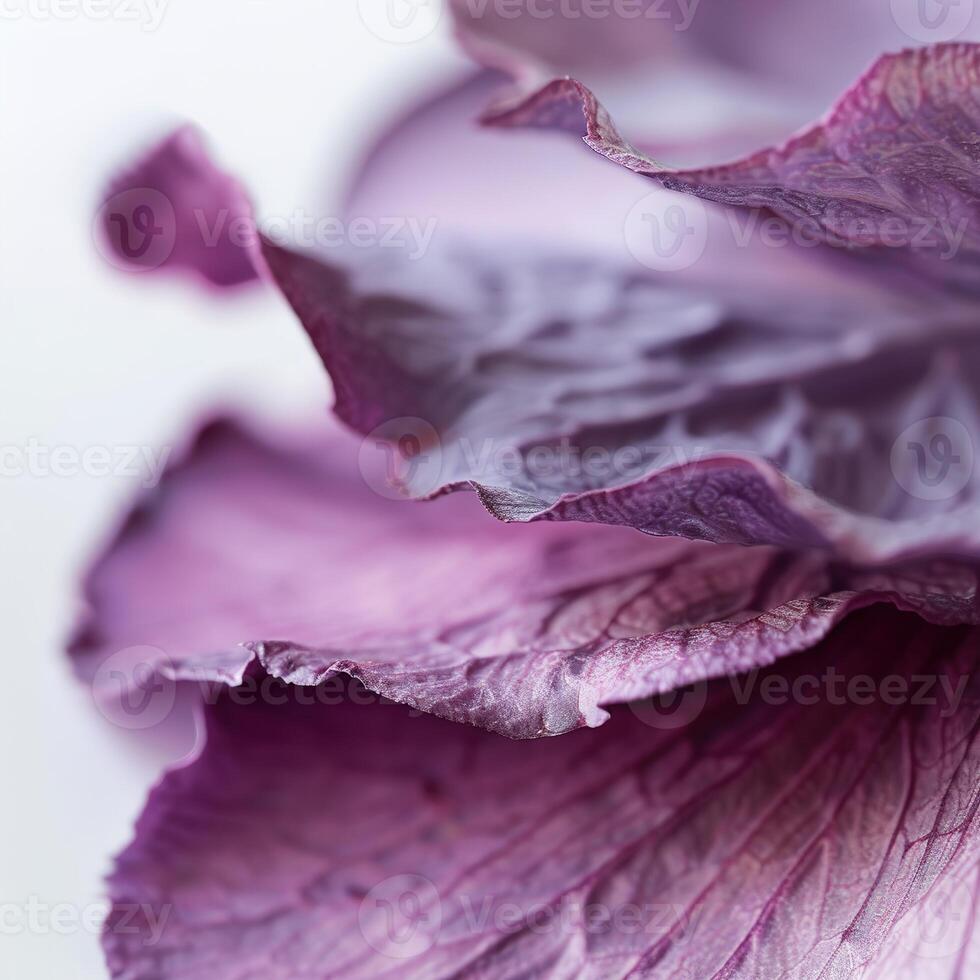 Close view of a violet petal edge highlighting its soft curves and intricate details. The petal is set against a clean white background, emphasizing its vibrant color and texture photo