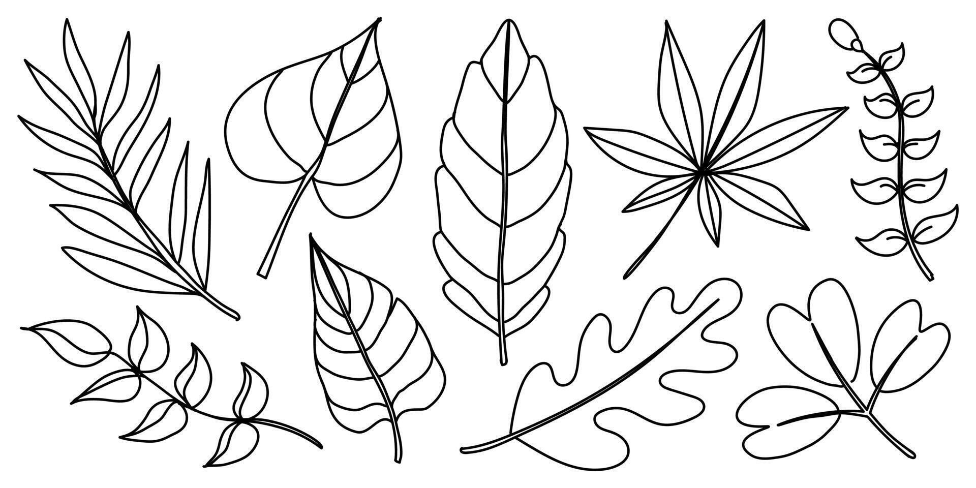 Set of botanical leaf illustrations in minimalist black-and-white line art, showcasing diverse leaf forms for design, decoration, and branding projects vector