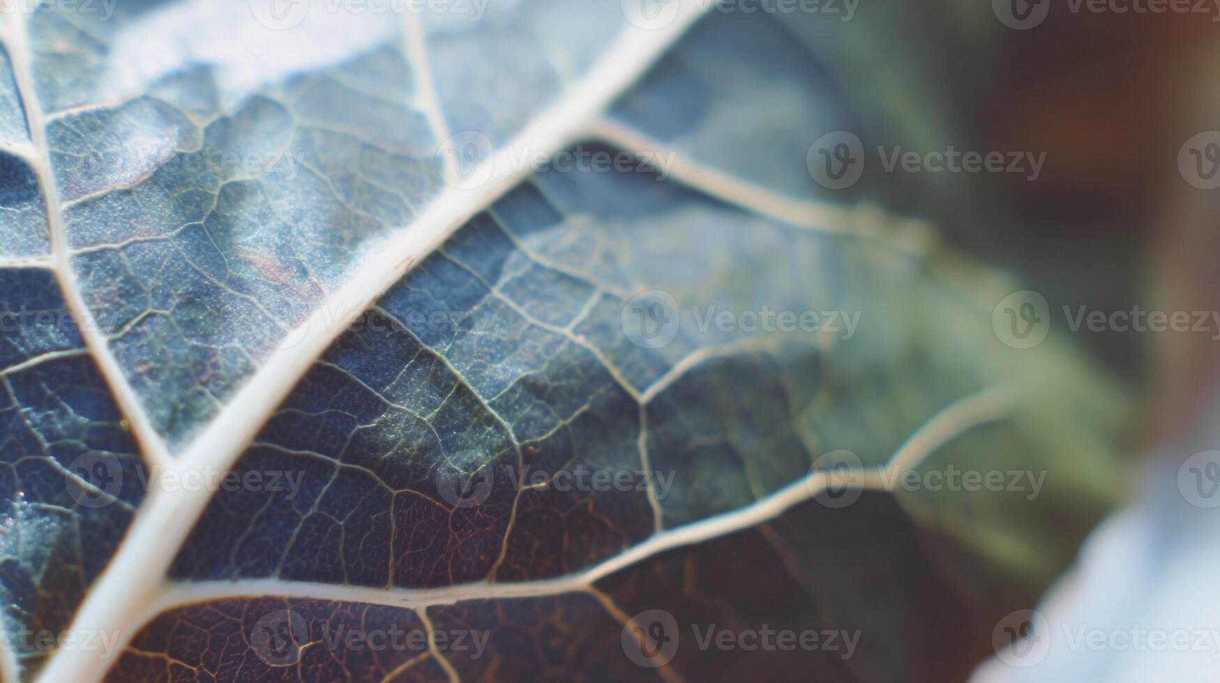 Detailed macro view of a textured leaf showcasing its natural patterns and depth photo