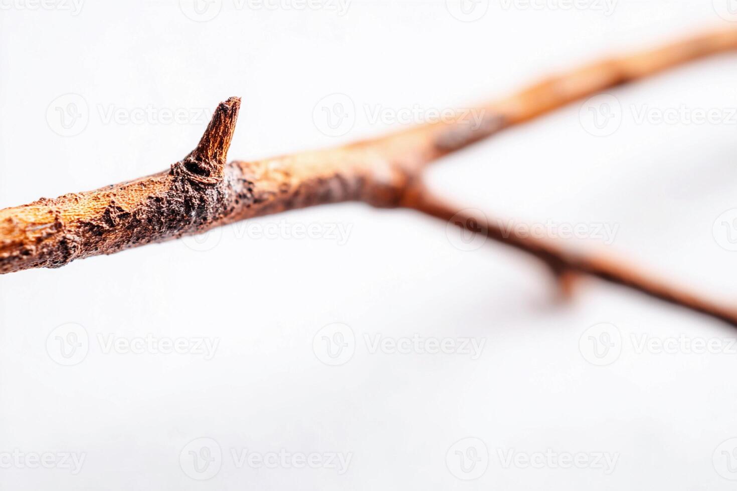 Macro view of a twig showcasing intricate details against a clean white backdrop photo
