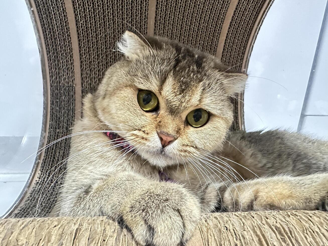 Adorable Cat with Big Eyes Relaxing on a Scratching Post, Capturing the Essence of Playfulness and Curiosity in a Cozy Home Environment photo