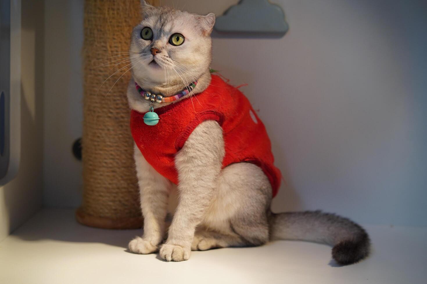Cute cat wearing a red sweater sitting on a shelf with scratching post in background, showing curious expression and bright green eyes photo