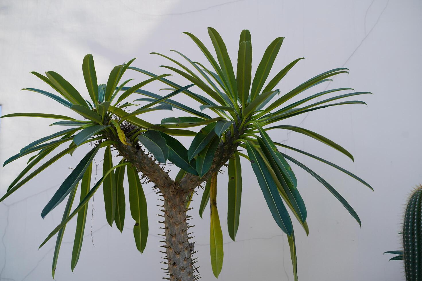 Unique succulent tree with slender leaves and spiky trunk against a plain white background creating a striking visual contrast in a serene environment photo